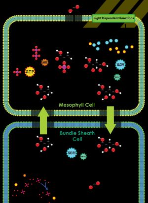 C4(Hatch-Slack) 경로- NADP-ME형