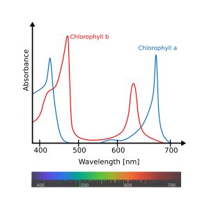 엽록소 a와 엽록소 b의 흡수 스펙트럼. 두 가지를 함께 사용하면 에너지 생성을 위한 빛의 흡수 크기가 증가한다.