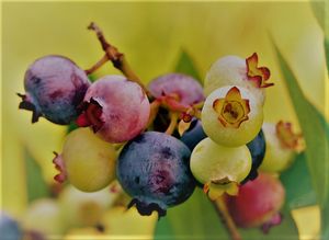 블루베리는 식이성 안토시아닌의 공급원이다