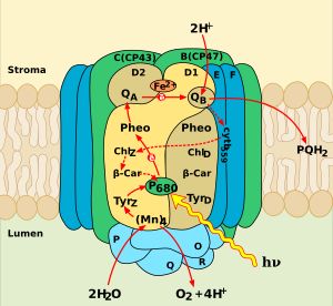 광계 II의 구조. 전자의 흐름은 빨간색 화살표로 표시되어 있으며, 플라스토퀴논 결합 부위 QA와 QB는 이 전자 흐름에 포함된다. 플라스토퀴논은 QB를 떠나 광의존적 반응의 다음 단계에 참여한다.