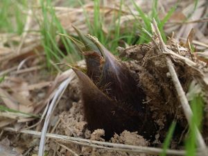 땅에서 솟아 나온 죽순