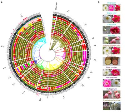 계통 발생 나무와 348개의 매 접근의 10가지 대표적 특징