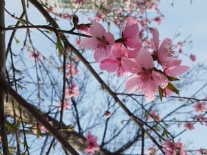 꽃을 강조하면 매화나무, 열매를 강조하면 매실나무