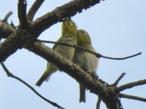 밀착한 동박새 한 쌍.