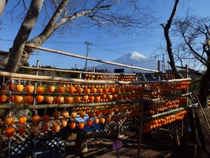 일본 시즈오카현 후지노미야시에서 후지산을 배경으로 말리는 감