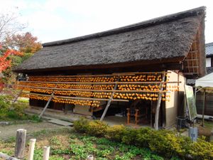 일본 야마나시현 고슈시에서 줄기에 매달아 말리는 감