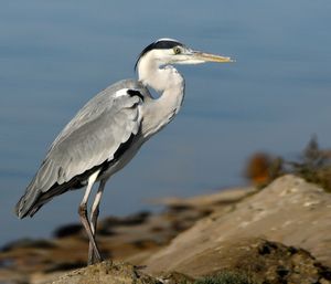 A. c. cinerea 자이나가르, 인도