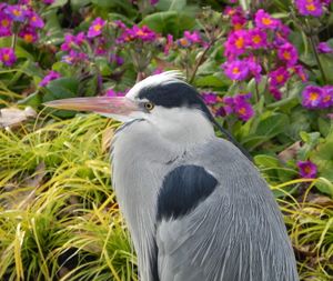 목을 움츠린 왜가리 머리