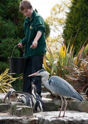 영국 버드월드(Birdworld)의 훔볼트펭귄 우리에서 먹이를 찾는 야생 왜가리