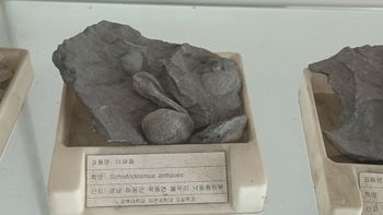 낙동층 하부에서 산출된 이매패류 화석 Schistodesmus antiqus