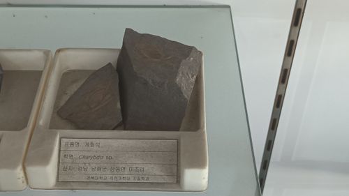 남해군 미조면 미조리에서 산출된 게화석