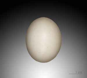 Streptopelia orientalis의 알