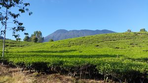 보고르군 푼착의 차밭. 서자바는 산악지대에 차밭이 흔하다