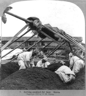 1903년 한국에서 식용 해조류를 분류하는 모습