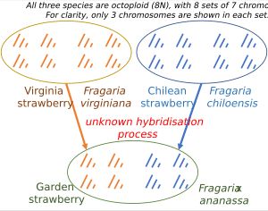 딸기의 잡종화와 다배수성. 정원 딸기는 버지니아 딸기와 칠레 딸기와 마찬가지로 팔배수체(8N)입니다.