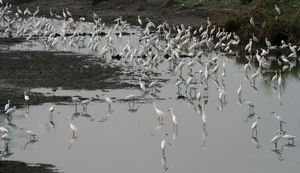 인도 안드라프라데시주 콜레루 호의 백로들