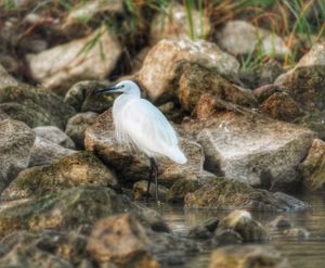 이집트의 쇠백로