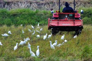 경운기로 갈아엎은 밭에서 벌레와 지렁이를 잡아먹는 백로(이시가키섬) 2015년 12월 16일