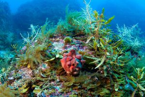 단체로 홀로 떨어져 자라는 멍게. 출수공과 입수공이 보인다.