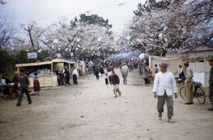 1952년 진해의 벚꽃 풍경