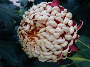 불규칙한 만곡형(ogiku), "Crimson Tide"