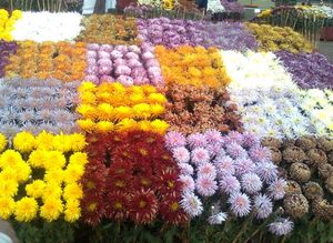 파키스탄 전시회