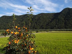 열매가 달린 감나무 – 완주군, 대한민국