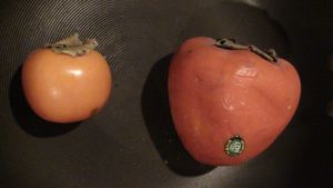 '하치야'와 '지로' 감 품종의 크기 비교