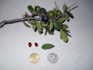 텍사스감나무의 씨앗, 잎, 껍질, 익은 열매와 익지 않은 열매