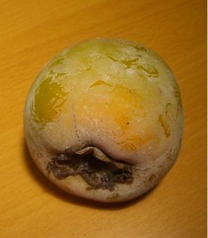 석회수에 보관한 감.