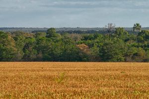 발사스의 콩 생산
