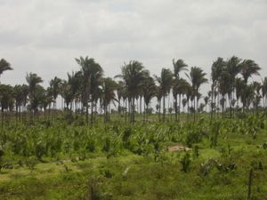 바이샤다 마라넨세의 바나나 농장