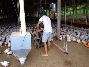 캄푸스노부스의 가금류