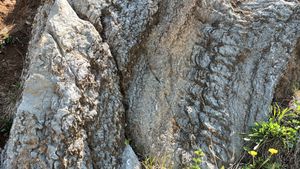 조선 누층군 대기층에 발달한 스트로마톨라이트