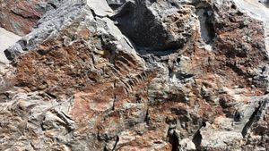 직운산층 노두에서 발견된 삼엽충 화석