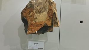 태백고생대자연사박물관에 전시된 조선 누층군 마차리층의 삼엽충 화석 Chuangia sp.