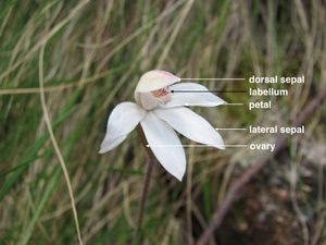 칼라데니아 알피나(Caladenia alpina)의 라벨이 붙은 이미지