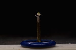 Disa uniflora의 묘목이 이끼 잎 위에 압정에 꽂혀있는 모습