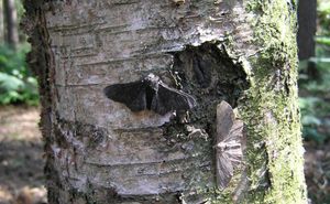 산업 혁명 기간 동안, 오염은 다수의 지의류를 죽여 나무 줄기를 검게 만들었다. 회색가지나방의 검은 개체가 일반적인 밝은 개체를 대체하였다. 나방은 시각으로 사냥하는 새에 의해 포식되므로, 색의 변화는 변화된 환경에 대하여 더 나은 카무플라주을 제공하였고, 실제로 작동하는 자연 선택을 나타내었다.