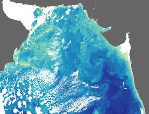 아라비아해에 발생한 부유식물 대량 발생