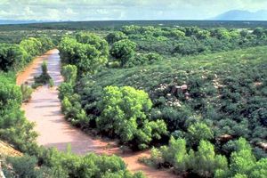 퇴적물로 오염되어 탁해진 강. 실트 유입은 광합성을 방해하고 생태계를 교란할 수 있다.