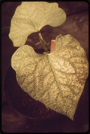 스모그로 인해 손상된 잎