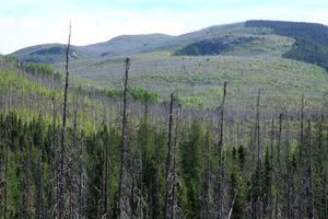 그랑자르댕 국립공원(Grands-Jardins National Park)의 산불 발생 10년 후 숲