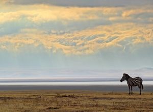아프리카는 IUCN 보존 활동의 최초의 지역적 중점 지역이었다.