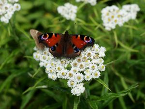 흰까치고무나무와 네발나비