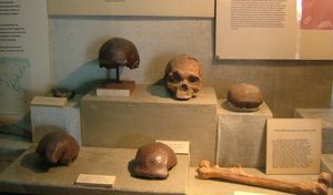 자바원인(호모 에렉투스)의 두개골