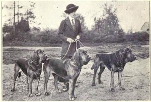 1915년경 블러드하운드