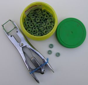 엘라스트레이션에 사용되는 고무 링과 펜치