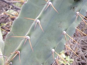 어린 히메기둥선인장(Cereus hildmannianus) 아종 우루과이아누스의 줄기. 골이 지고 왁스 층이 보인다.