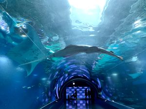 원더 튜브의 만타가오리와 그린쏘피쉬